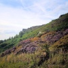 Heather bank near Calver Rocks Derbyshire