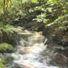 Lydford Gorge, Lydford, Devon
