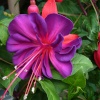 Garden life, Lowestoft, Suffolk
