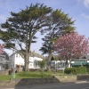 Spring blossom, Bude, Cornwall
