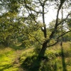 Path through trees on Wimbledon Common, Wimbledon, Greater London