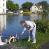 Swans on Bude canal, Cornwall