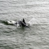 Bottle nosed Dolphin off Canvey Island, Essex