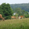 The Deer Park at Calke Abbey, Ticknall, Derbyshire
