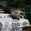 Wildlife in Grasmere, Cumbria
