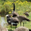 Canada Geese, Waters Edge Country Park, Barton upon Humber, Lincolnshire