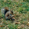 A Squirrel at Kew Gardens, Greater London