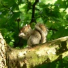 Grey Squirrell in Hyde Park, Kensington, London