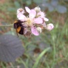Bumblebee