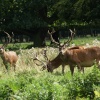 Normanby Hall Country Park