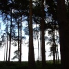 Hundred Acre Woods