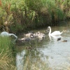 Swans and Signets at Waters Edge Country Park, Barton upon Humber, Lincolnshire
