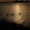 Swans at Sunset