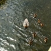 Mum and babies at Waters Edge Country Park