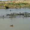 Waters Edge Country Park Ducks