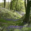Blackberry camp, Devon