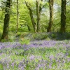 Blackberry camp, Devon