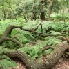 Fallen branches lying in bracken, Cannock Chase Country Park, Cannock, Staffordshire