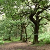 Brocton Coppice, Cannock Chase Country Park, Cannock, Staffordshire