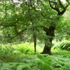 The magic of the ancient forest at Cannock Chase Country Park, Cannock, Staffordshire
