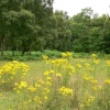 A yellow clearing at Cannock Chase Country Park, Cannock, Staffordshire