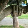 The Wonky Conker Tree with it's Helping Hand - Bideford, Devon