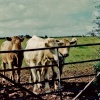 Pictures of West Penwith