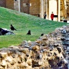 The Ravens at The Tower of London