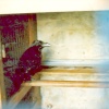 The Raven's house, Tower of london  1990