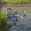 Waters Edge Wild Fowl