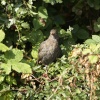 Young Blackbird at Waters Edge Country Park