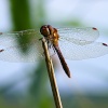 A Dragonfly at Ludham, Norfolk.