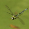 Dragonfly in flight, near Hillesden, Buckinghamshire