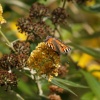 Large Tortoiseshell butterfly, Steeple Claydon, Bucks