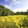 Fields of Gold