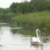 Swans on Grantham Canal in September at West Bridgford, Nottinghamshire