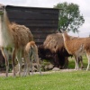 West Midlands Safari Park, Bewdley, Worcestershire