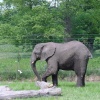 Elephant - West Midland Safari