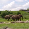 West Midlands Safari Park, Worcestershire