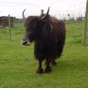 A Yak at West Midlands Safari Park