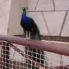 Peacock at West Midlands Safari Park, Bewdley