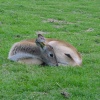 West Midlands Safari Park