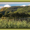 Tall Grass at Bassenthwaite