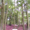 Stafford