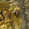 Pair of horseflies, Middle Claydon, Bucks