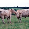 Cobley Hill, Worcestershire