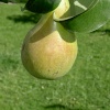 The Pear