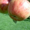 The Apple - September