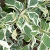 The verigated shrub, Wheatley, Oxfordshire