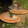 Fungi